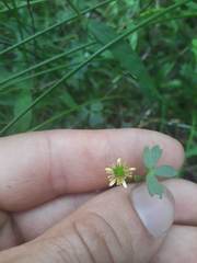 Ranunculus amphitrichus