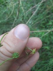 Ranunculus amphitrichus