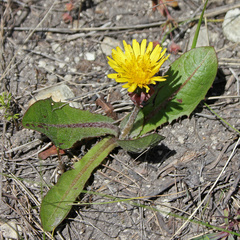 Taraxacum serotinum