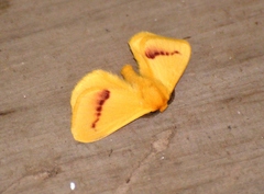 Stenoglene rosea