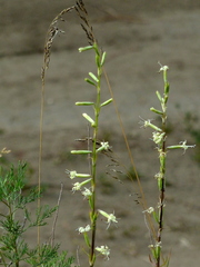 Silene tatarica