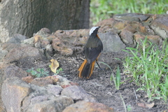 Cossypha albicapillus