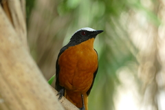 Cossypha albicapillus