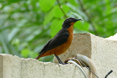 Cossypha albicapillus