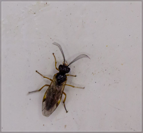 Willow Redgall Sawfly
