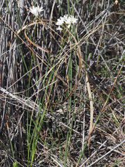 Ixia capillaris