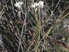 Ixia capillaris