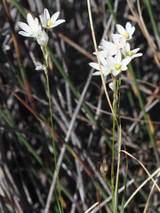 Ixia capillaris