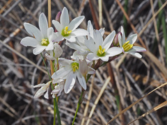 Ixia capillaris