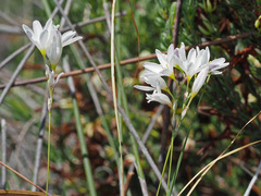 Ixia capillaris
