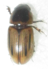 Neocalaphodius moestus