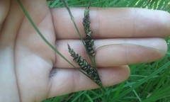 Carex sinclairii