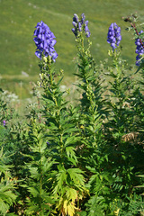 Aconitum nasutum