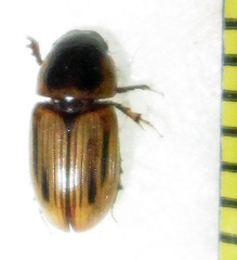 Neocalaphodius moestus