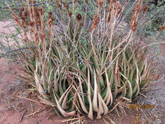 Aloe lutescens