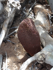 Hydnora visseri image