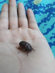 Asthenopholis subfasciata