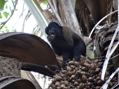 Chiropotes sagulatus