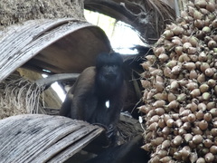 Chiropotes sagulatus