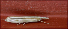 Orocrambus angustipennis