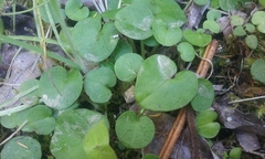 Corybas iridescens