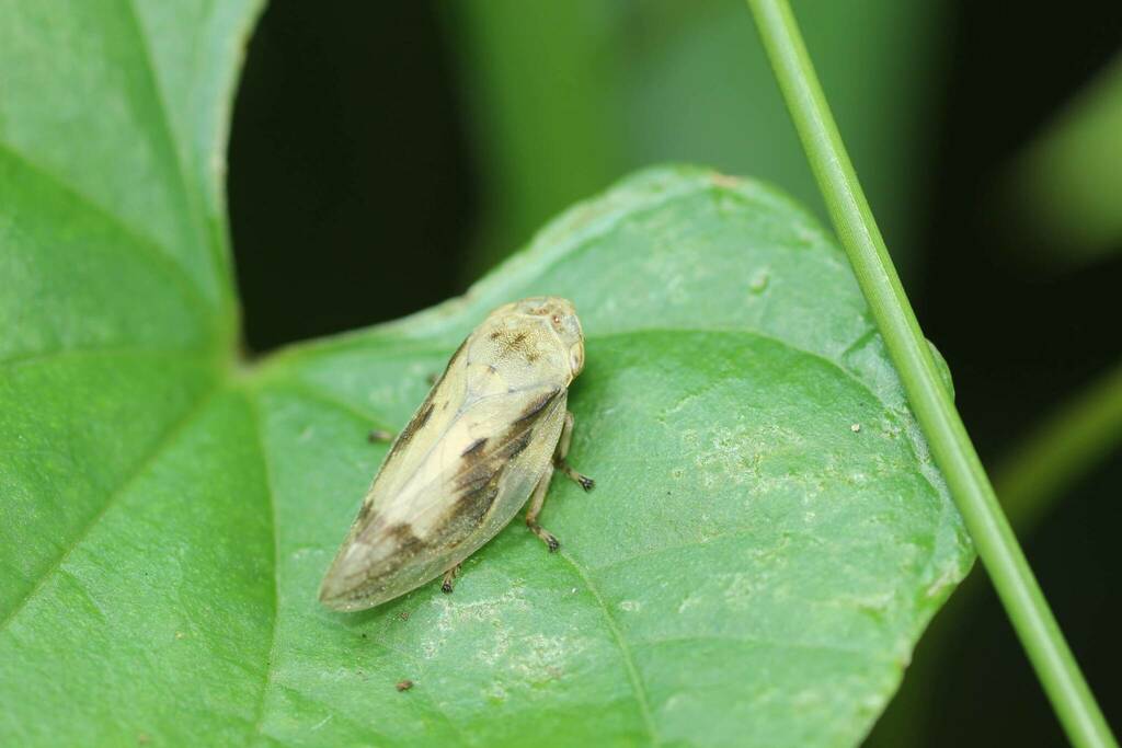 Aphrophora vittata