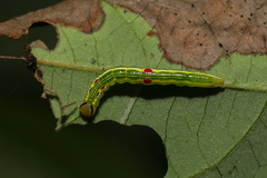 Somera viridifusca