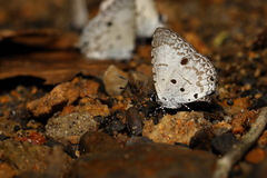 Megisba malaya sikkima