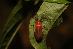 Stenocladius azumai
