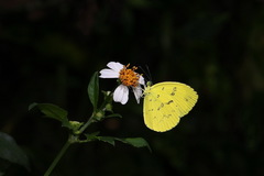 Eurema andersoni
