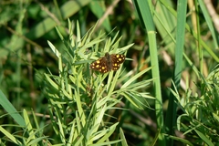 Metisella metis