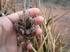 Aloe lutescens