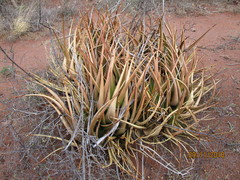 Aloe lutescens