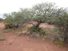 Aloe lutescens