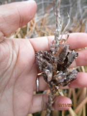 Aloe lutescens