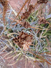 Aloe lutescens