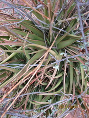 Aloe lutescens