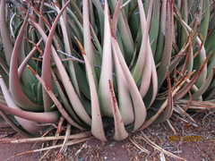 Aloe lutescens