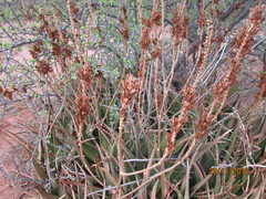 Aloe lutescens