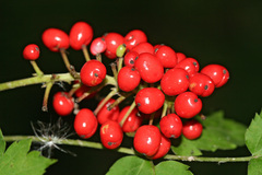 Actaea erythrocarpa