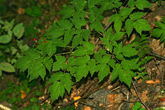 Actaea erythrocarpa