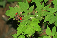 Actaea erythrocarpa