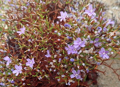 Limonium scabrum scabrum