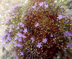 Limonium scabrum scabrum