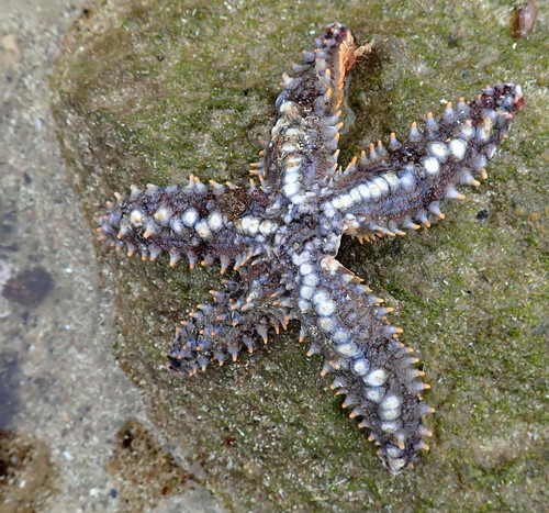 Marthasterias africana