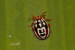 Flaminia natalensis