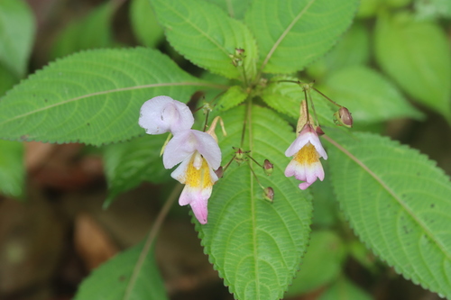 Impatiens flemingii