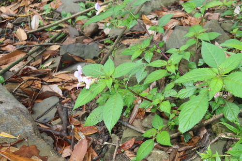 Impatiens flemingii, photograph 1