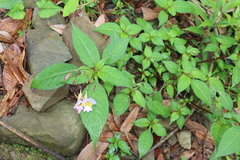 Edmundas Greimas, CC BY, iNaturalist via GBIF Impatiens flemingii, photograph Edmundas Greimas, CC BY, iNaturalist via GBIF