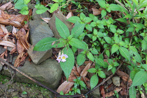 Impatiens flemingii, photograph 3
